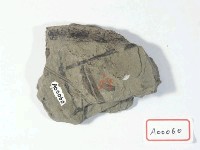 植物化石藏品圖，第3張